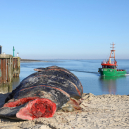 Pottwal von Sylt_56