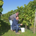 Weinlese_05