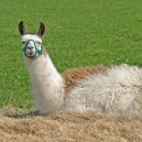 22_lama